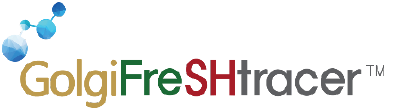 GolgiFreSHtracer Real-Time GSH Assay Kit